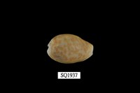 藏品(紅花寶螺)的圖片